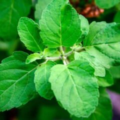 Holy Basil (Ocimum tenuiflorum) | Top Details , Best Uses & Amazing Facts