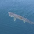 Basking Shark(Cetorhinus maximus) | Top Details, Characteristics & Amazing Facts