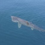 Basking-Shark