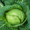 Cabbage (Brassica Oleracea) | Top Details , Best Uses , Amazing Facts
