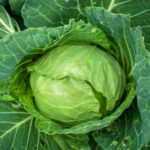 Cabbage