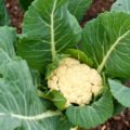 Cauliflower ( Brassica oleracea) | Top Details , Best Uses , Amazing Facts