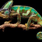 chameleon