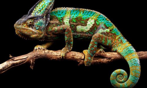 Chameleon (Chamaeleonidae) | Top Details, Characteristics & Amazing Facts