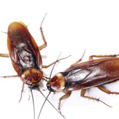 Cockroach (Blattodea) | Top Details, Characteristics & Amazing Facts