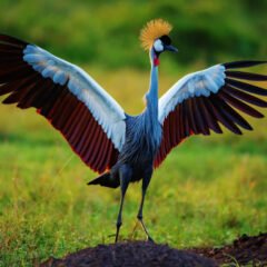 Crane (Gruidae) | Top Details, Characteristics & Amazing Facts