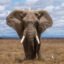 Elephant (Loxodonta)| Top Details, Characteristics & Amazing Facts