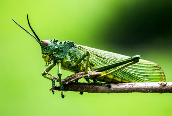 Grasshopper 1 Nature info