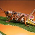 Grasshopper (Caelifera) | Top Details, Characteristics & Amazing Facts