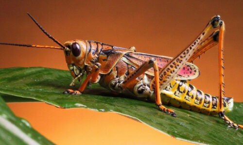 Grasshopper (Caelifera) | Top Details, Characteristics & Amazing Facts