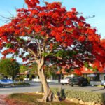 gulmohar