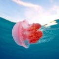 Amazing Facts About Jelly Fish | Nature Info