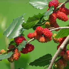 Mulberry (Morus alba) | Top Details, Best Uses, Amazing Facts