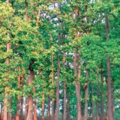 Silver Oak (Grevillea robusta) | Top Details , Best Uses , Amazing Facts