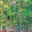 Silver Oak (Grevillea robusta) | Top Details , Best Uses , Amazing Facts