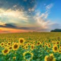 Sunflower ( Helianthus annuus ) | Top Details , Best Uses , Amazing Facts