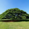 Top 5 Largest Trees In The World | Nature Info