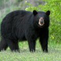 North American Black Bear (Ursus americanus) | Top Details, Characteristics & Amazing Facts