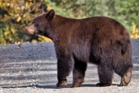 north-american-black-bear
