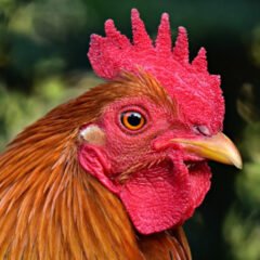 Chicken (Gallus gallus domesticus) | Top Details,  Characteristics & Amazing Facts