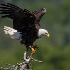 Eagle (Accipitridae) | Characteristics, Habitat & amazing Facts