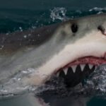 great-white-shark