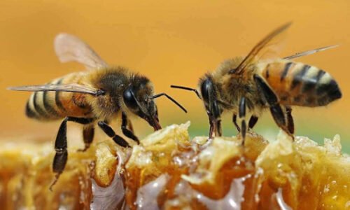 Honey Bee (Apis) | Top Details, Characteristics & Amazing Facts