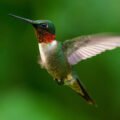 Humming bird (Fiery-tailed awlbill) | Top Details, Characteristics & Amazing Facts
