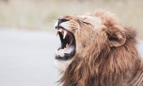 Lion (Panthera leo) | Top Details,  Characteristics & Amazing Facts