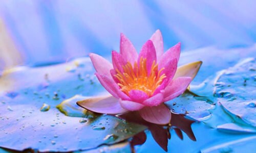 Lotus (Nelumbo nucifera)| Top Details , Best Uses & Amazing Facts