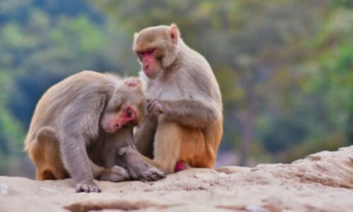 Monkey (Cercopithecidae) | Top Details, Characteristics & Amazing Facts