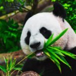 about giant panda