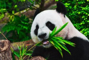 about giant panda