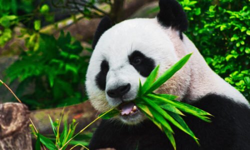 Giant panda (Ailuropodamelanoleuca) | Top Details, Characteristics & Amazing Facts