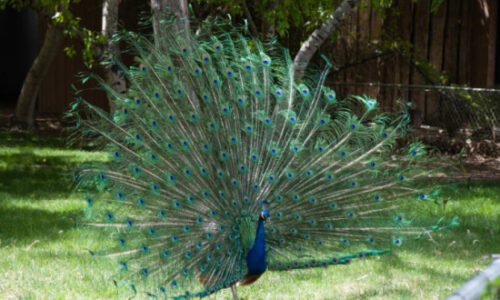 Amazing Facts About Peacocks | Nature Info