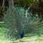 Amazing Facts About Peacocks | Nature Info