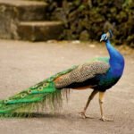 peacock