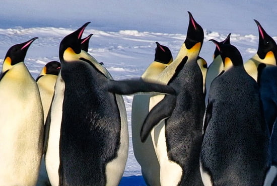 Amazing Facts About Penguins | Nature Info
