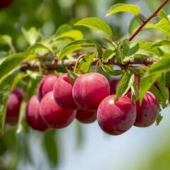 Plum (Prunus domestica)| Top Details , Best Uses , Amazing Facts