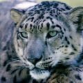 Amazing Facts About Snow Leopard | Nature Info