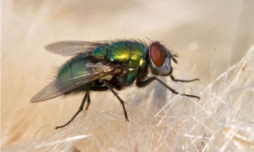 Fly (Diptera) | Top Deatils, Characteristics & Amazing Facts