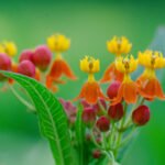 blood red plant