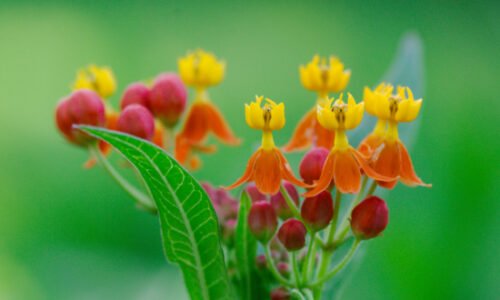 Blood flower (Asclepias curassavica)| Top Details , Best Uses , Amazing Facts