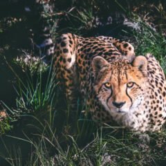 Cheetah (Acinonyx jubatus) | Top Characteristics, Habitat & Amazing Facts