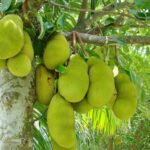 jackfruit vegetable