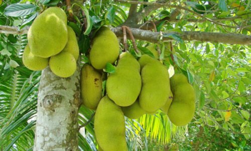 Jackfruit (Artocarpus heterophyllus)| Top Details , Best Uses , Amazing Facts