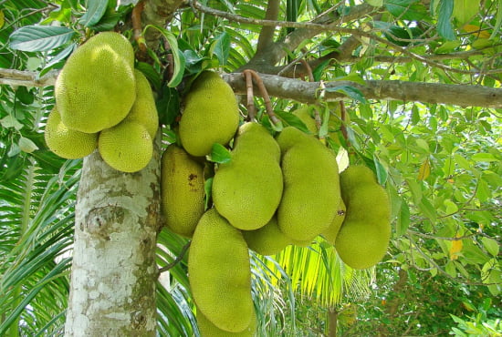 jackfruit vegetable