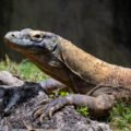 Monitor Lizard (Spectacled lizards)| Top Details, Characteristics & Amazing Facts