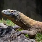 monitor-lizard