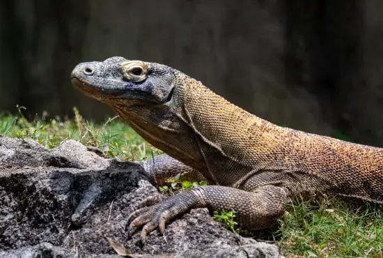 monitor-lizard